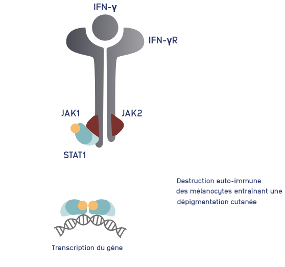 INT2106_Inctye_Vitiligo_Website_Graphics_German_R1V3_JAK-STAT Signalling_Desktop
